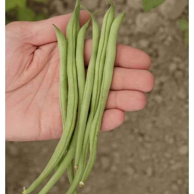 West Coast Seeds Beans - Maxibel Filet Organic 20g