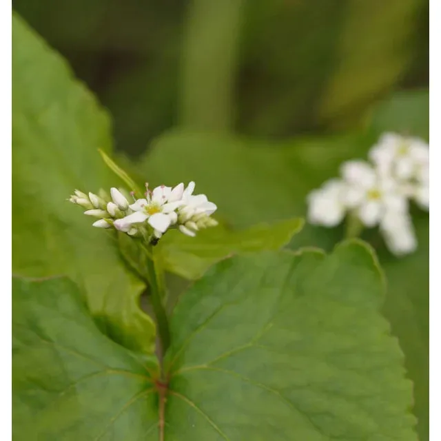 West Coast Seeds - Buckwheat Cover Crop Seeds - Buckwheat   75g - Image 3