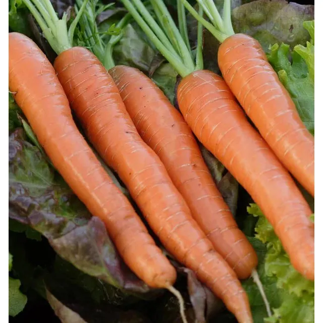 West Coast Seeds Carrots - Napoli F1 Coated Organic  0.5g