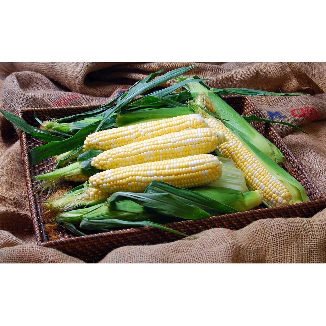West Coast Seeds Corn - Solstice F1   50 Seeds