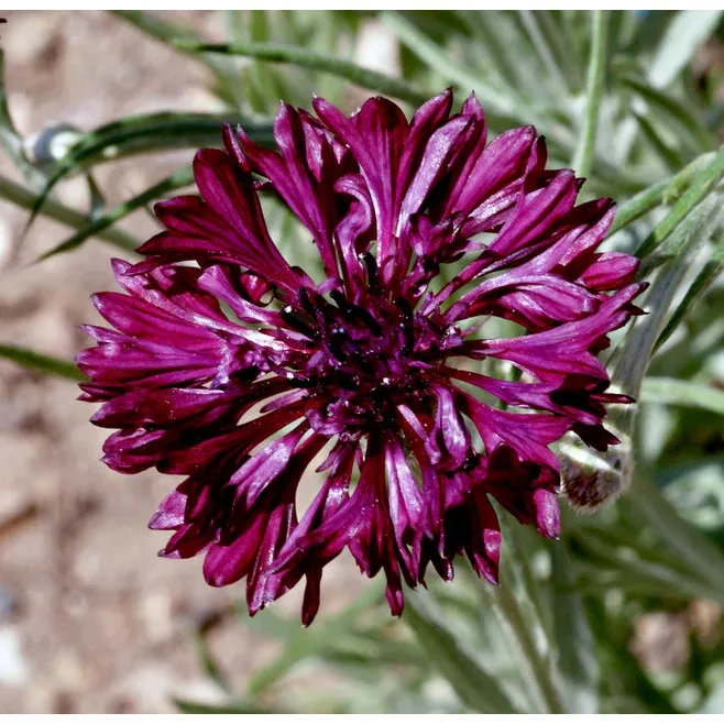 West Coast Seeds Flower Seeds - Cornflower - Black Ball  1g