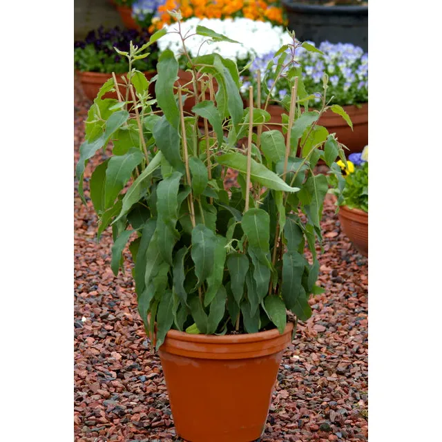 West Coast Seeds Flower Seeds - Eucalyptus - Lemon Bush  15 Seeds
