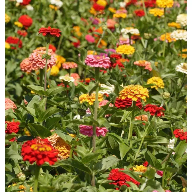 West Coast Seeds - Flower Seeds - Zinnias Giant Blue Point Formula Mix  1g - Image 2
