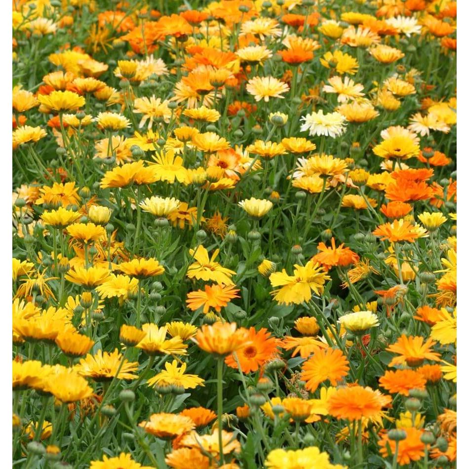 West Coast Seeds Flower Seeds - Pacific Beauty Mix - Organic  1g