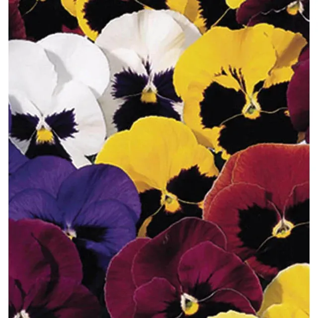 West Coast Seeds Flower Seeds - Pansies & Violas - Swiss Giants Mix  5g