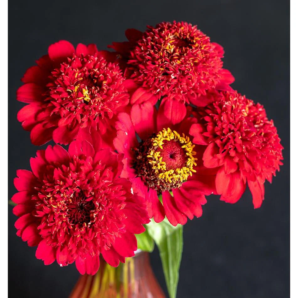 West Coast Seeds - Flower Seeds - Zinnias Sanguinea Cupcake  0.3g