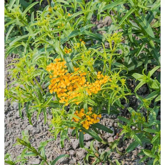 West Coast Seeds Herb Seeds - Mexican Tarragon Organic  0.1g