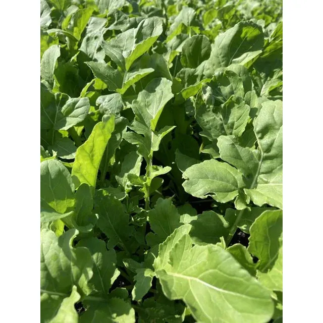 West Coast Seeds Vegetable Seeds - Greens - Astro Organic  1g