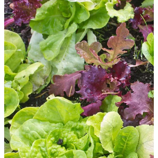 West Coast Seeds - Vegetable Seeds - Lettuce Super Gourmet Salad Blend   5g - Image 2