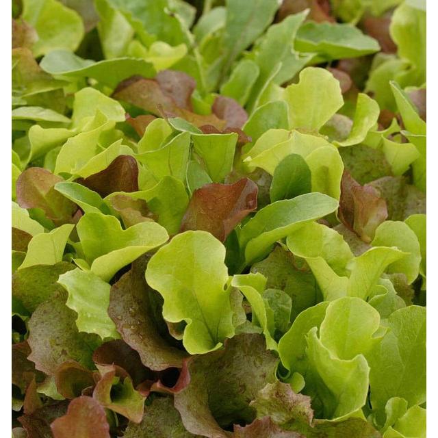 West Coast Seeds - Vegetable Seeds - Lettuce Super Gourmet Salad Blend   5g - Image 3