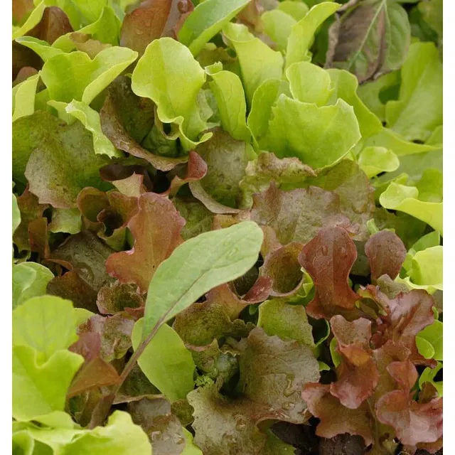 West Coast Seeds - Vegetable Seeds - Lettuce Super Gourmet Salad Blend   5g - Image 4